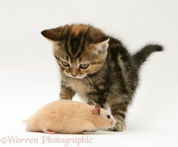 Tabby kitten meeting a Golden Hamster, white background