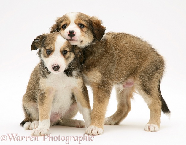 Sable Border Collie pups, white background