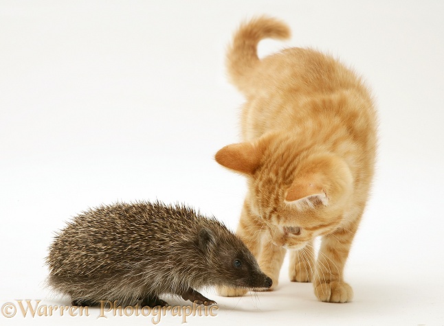 Ginger kitten meeting a young hedgehog, white background