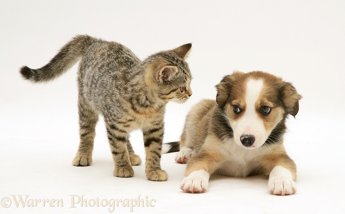 British Shorthair brown tabby kitten with Sable Border Collie pup lying down, white background