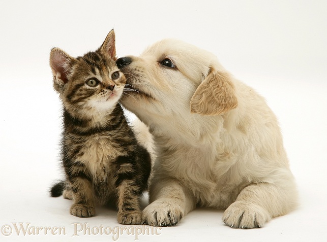 Tabby Kitten and Golden Retriever puppy, white background