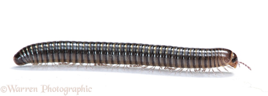 White-legged Snake Millipede (Tachypodoiulus niger).  Europe including Britain, white background