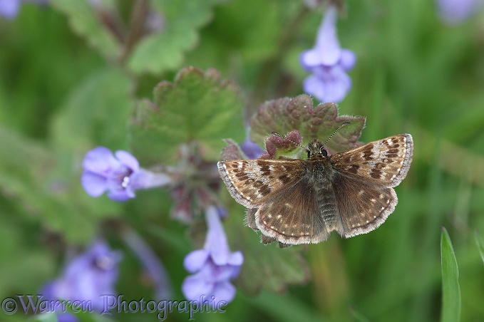 Dingy Skipper (Erynnis tages) on Ground Ivy (Glechoma hederacea).  Europe including Britain