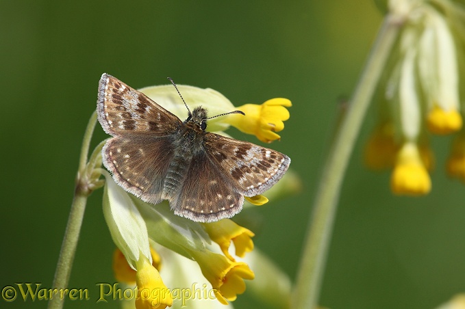 Dingy Skipper (Erynnis tages) on Cowslip (Primula veris).  Europe including Britain