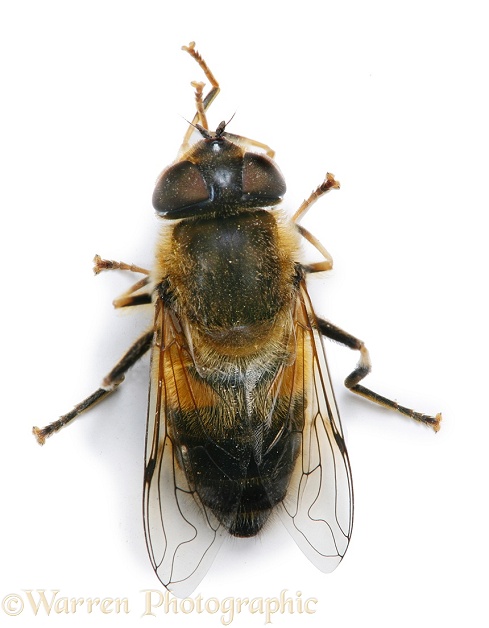 Drone Fly (Eristalis tenax) female cleaning front legs, white background