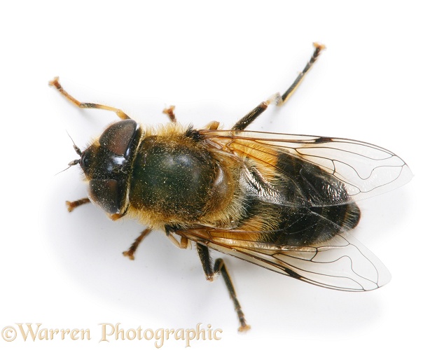 Drone Fly (Eristalis tenax) female, white background