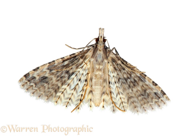 Twenty-plume Moth (Alucita hexadactyla) underside - on glass.  Europe including Britain, white background