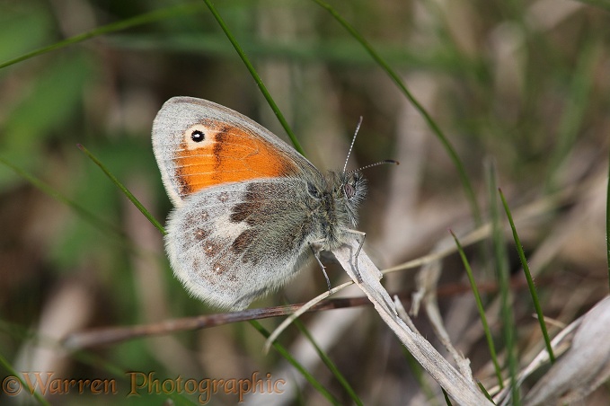 Small Heath Butterfly (Coenonympha pamphilus).  Europe, including Britain