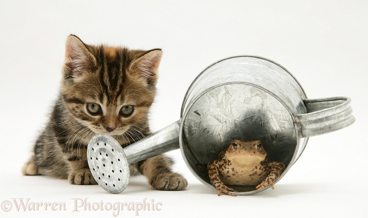 Tabby kitten inspecting a toad in a small metal watering can, white background