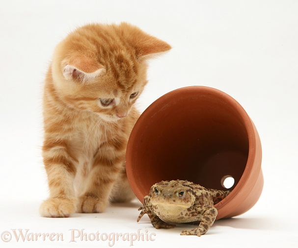 Ginger kitten inspecting a toad in a flower pot, white background