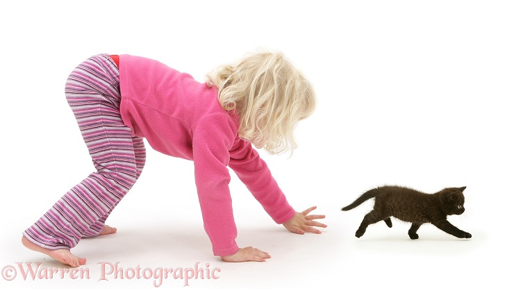 Siena chasing a black kitten, white background