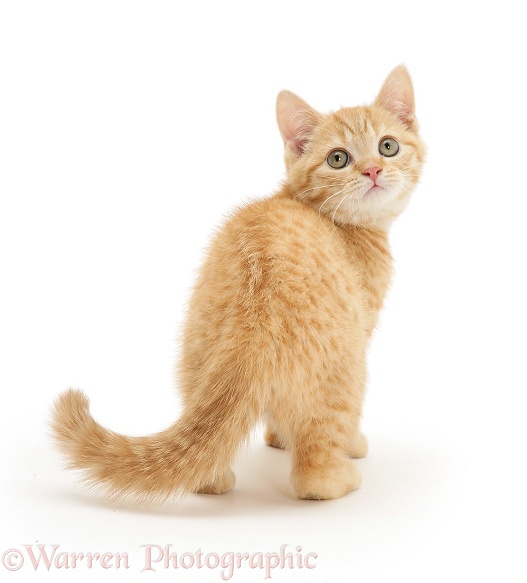 Cream spotted kitten looking round over its shoulder, white background