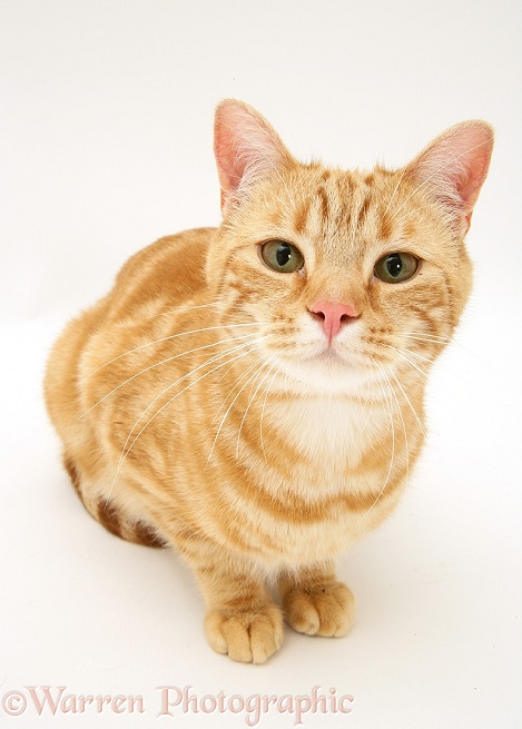 Young red tabby cat, Benedict, white background