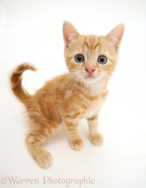 Ginger kitten, Benedict, looking up with startled expression, white background