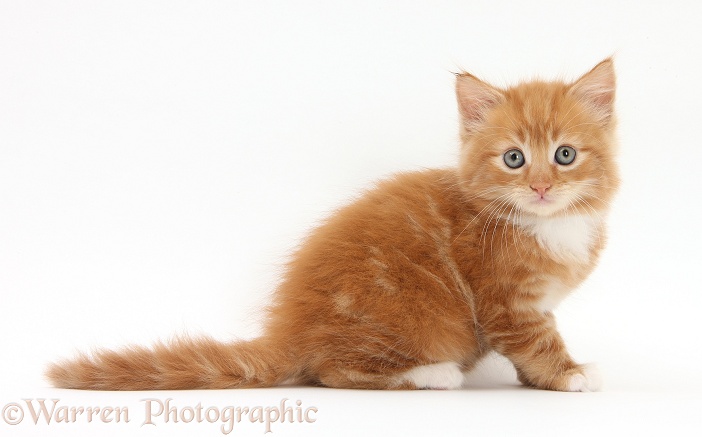 Ginger kitten, Butch, 6 weeks old, sitting, white background