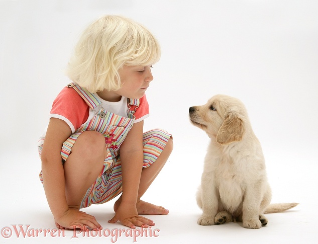 Siena with Golden Retriever pup sitting, white background