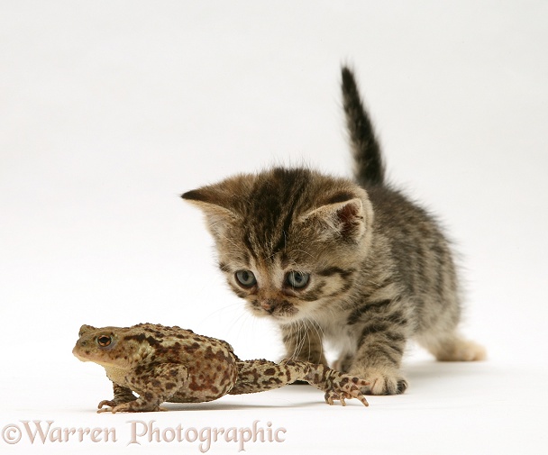 Tabby kitten and toad, white background