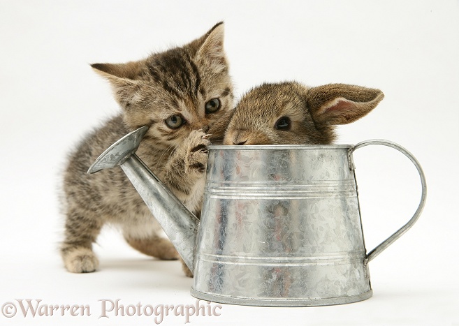 Tabby kitten with young rabbit in a watering can, white background