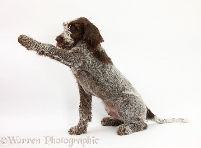 Brown Roan Italian Spinone pup, Riley, 13 weeks old, holding a paw out, white background