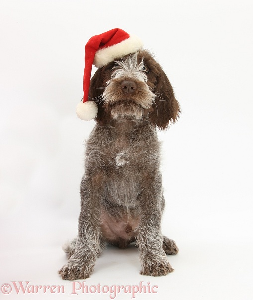 Brown Roan Italian Spinone pup, Riley, 13 weeks old, wearing a Father Christmas hat, white background