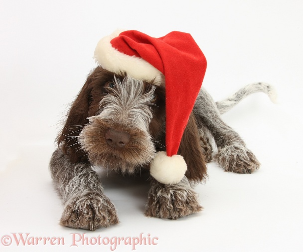 Brown Roan Italian Spinone pup, Riley, 13 weeks old, wearing a Father Christmas hat, white background