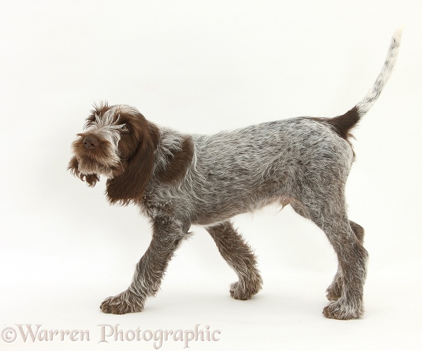 Brown Roan Italian Spinone pup, Riley, 13 weeks old, walking across, white background
