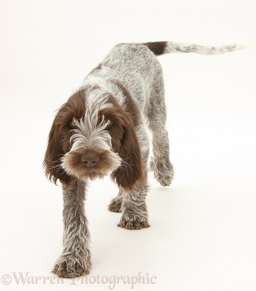 Brown Roan Italian Spinone pup, Riley, 13 weeks old, walking forward, white background