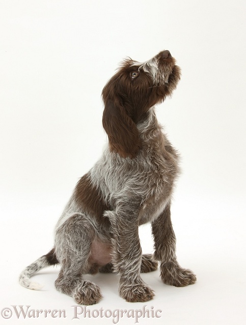 Brown Roan Italian Spinone pup, Riley, 13 weeks old, sitting looking up, white background