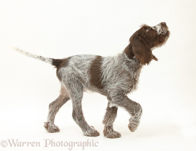 Brown Roan Italian Spinone pup, Riley, 13 weeks old, trotting across, white background