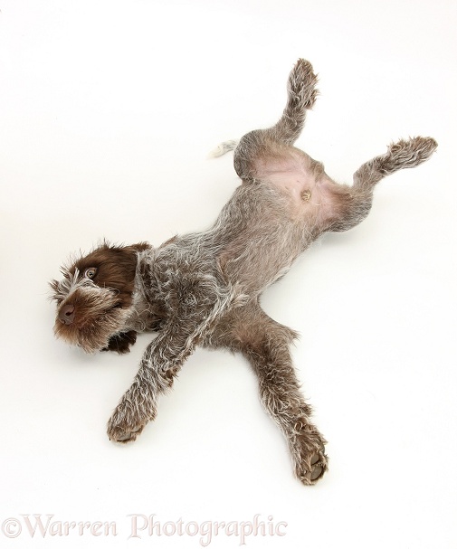 Brown Roan Italian Spinone pup, Riley, 13 weeks old, rolling on his back, white background