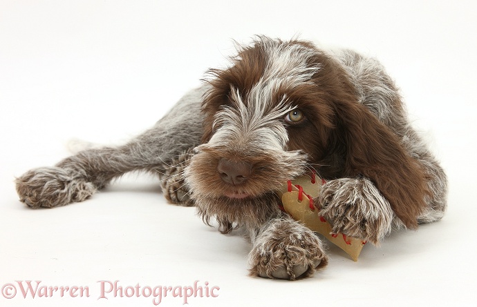 Brown Roan Italian Spinone pup, Riley, 13 weeks old, chewing a rawhide shoe, white background