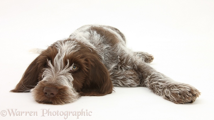 Brown Roan Spinone pup, Riley, 13 weeks old, lying with chin on the ground, white background