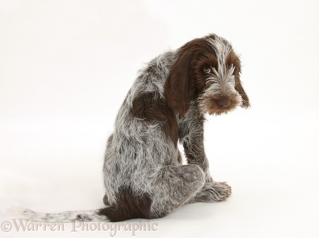 Brown Roan Italian Spinone pup, Riley, 13 weeks old, sitting looking over his shoulder, white background