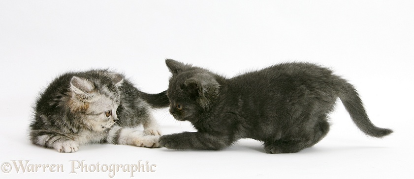 Kittens playing, white background
