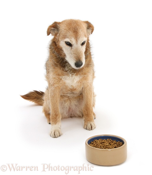 Lakeland Terrier x Border Collie, Bess, 14 years old, looking forlornly at her food, white background