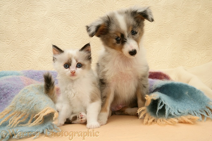 Birman-cross kitten and Shetland Sheepdog pup