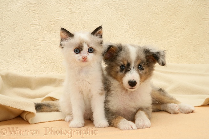 Birman-cross kitten and Shetland Sheepdog pup