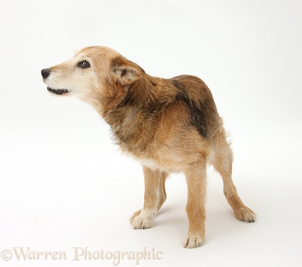 Lakeland Terrier x Border Collie, Bess, 14 years old, walking in a wobbly fashion, white background
