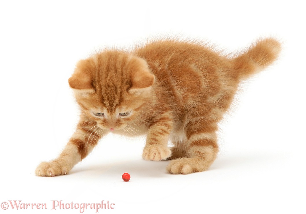 Red tabby British Shorthair kitten playing with a holly berry, white background