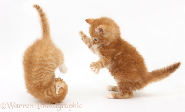 Ginger kittens, Butch and Tom, 7 weeks old, play-fighting, white background