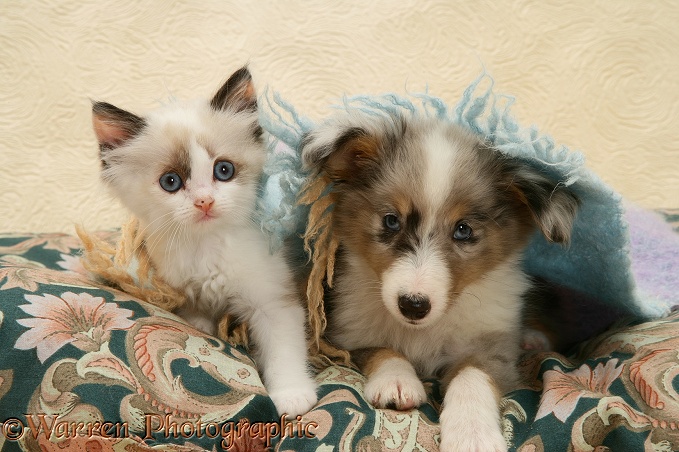 Birman-cross kitten and Shetland Sheepdog pup under a scarf