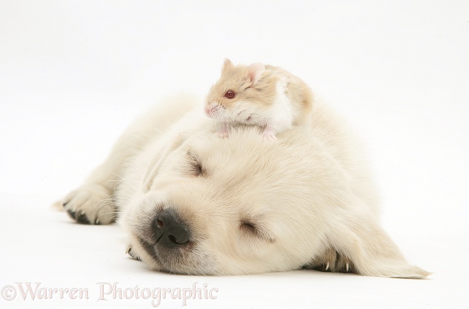Sleepy Retriever-cross pup with a hamster on its head, white background