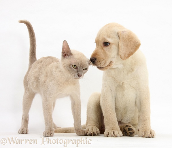 Yellow Labrador Retriever bitch pup, 9 weeks old, and young Burmese cat, white background