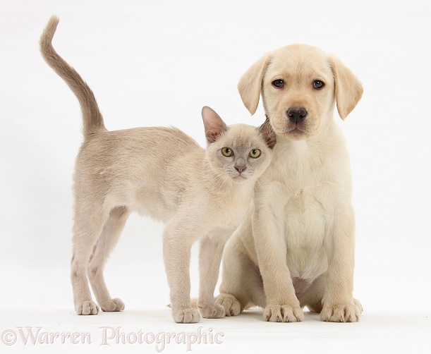 Yellow Labrador Retriever bitch pup, 9 weeks old, and young Burmese cat, white background