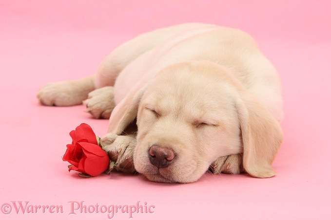 Yellow Labrador Retriever bitch pup, 10 weeks old, sleeping with a red rose