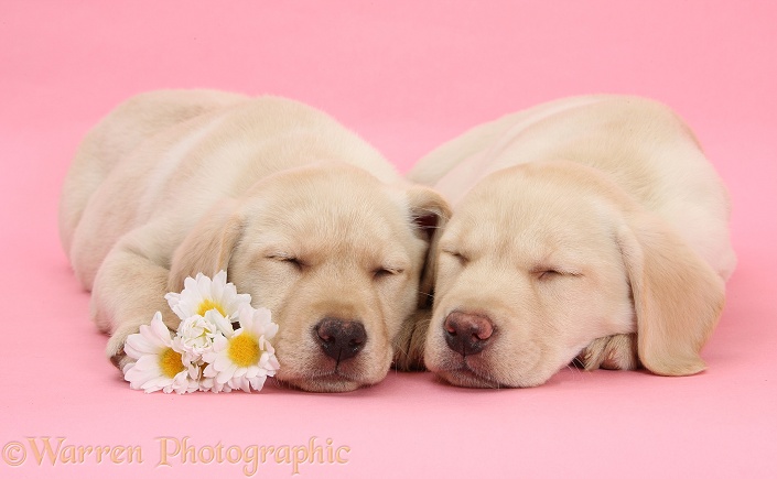 Yellow Labrador Retriever bitch pup, 10 weeks old, asleep with a daisy flowers