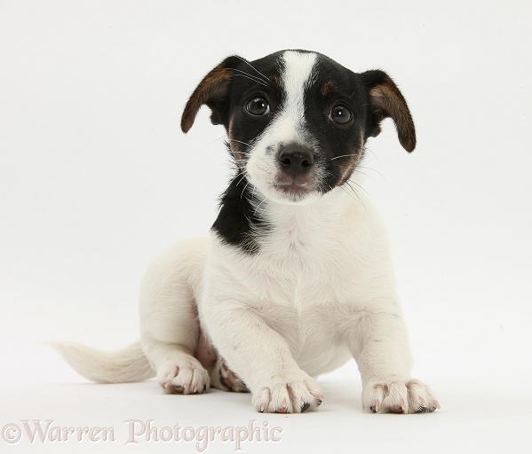Jack Russell Terrier pup, Rubie, 9 weeks old, white background