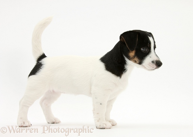Jack Russell Terrier pup, Rubie, 9 weeks old, standing, white background
