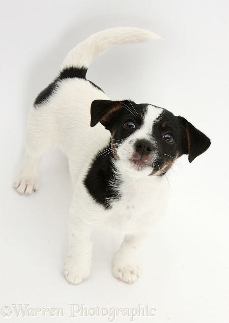 Jack Russell Terrier pup, Rubie, 9 weeks old, looking up, white background