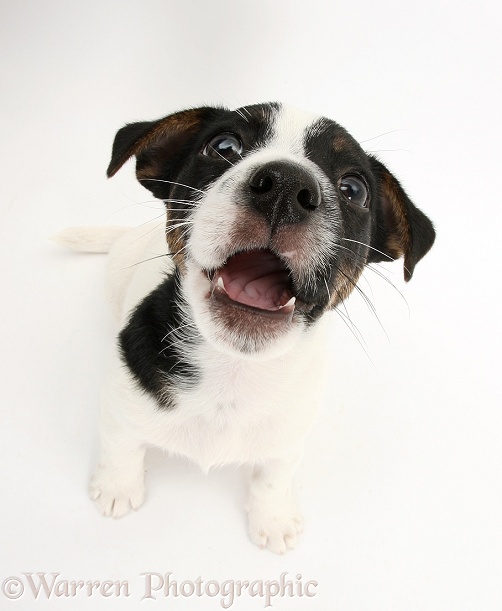 Jack Russell Terrier pup, Rubie, 9 weeks old, looking up, white background